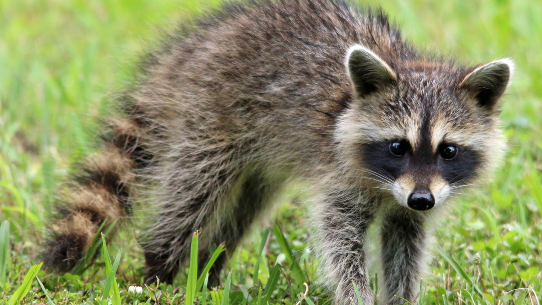 Apparently, raccoons are living in airports