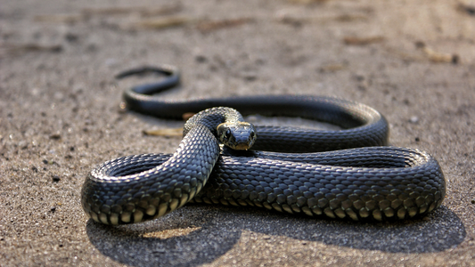 Snakes on a plane... literally